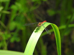 Sympetrum eroticum