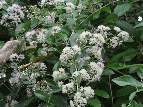 Tarlmounia elliptica