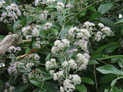 Tarlmounia elliptica