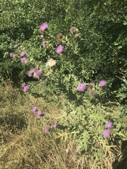 Cirsium ukranicum