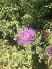 Cirsium ukranicum