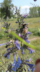 Bombus armeniacus