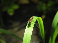 Sympetrum eroticum