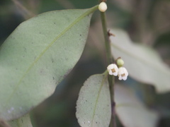 Diospyros australis
