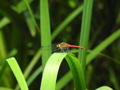 Sympetrum eroticum