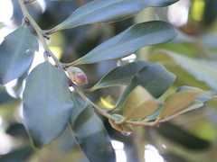 Diospyros australis