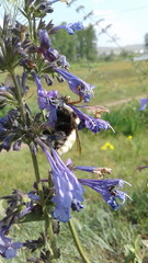 Bombus armeniacus
