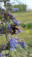 Bombus armeniacus