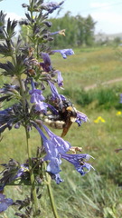 Bombus armeniacus