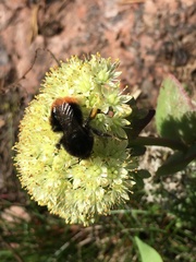 Hylotelephium maximum ruprechtii