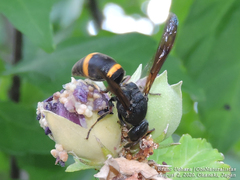 Orancistrocerus drewseni