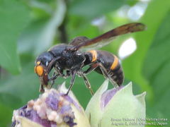 Orancistrocerus drewseni