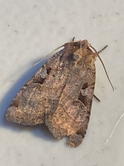 Xestia normanianus