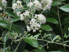 Tarlmounia elliptica