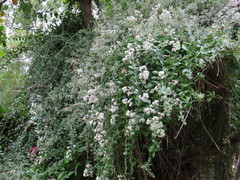 Tarlmounia elliptica