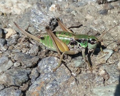 Anonconotus pusillus