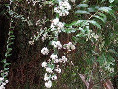 Tarlmounia elliptica