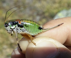Anonconotus pusillus