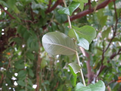 Tarlmounia elliptica