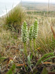 Platanthera elegans decurtata