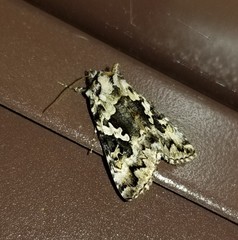 Syngrapha rectangula