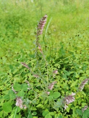 Odontites vulgaris