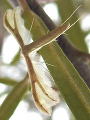 Imbophorus aptalis