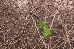 Ctenosaura acanthura