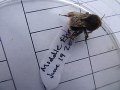 Bombus lucorum