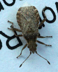 Aufeius impressicollis