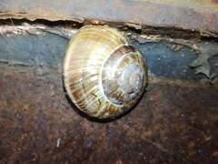Helix lucorum