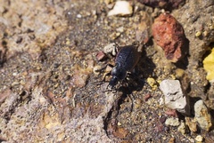 Carabus vietinghoffii