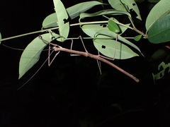 Lopaphus iolas