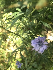 Cichorium intybus