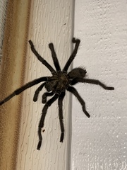 Aphonopelma steindachneri