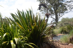 Doryanthes palmeri