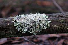 Hypogymnia pulverata
