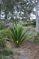 Doryanthes palmeri