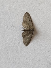 Eupithecia tenuiata