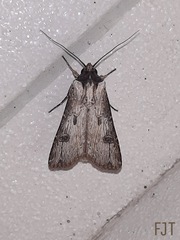 Agrotis malefida