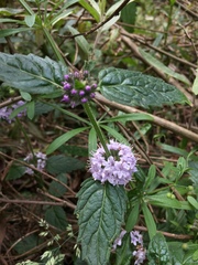 Mentha laxiflora