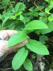 Calystegia spithamaea