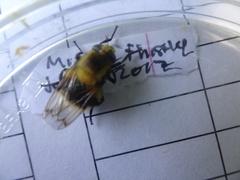 Volucella bombylans