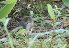 Antechinus swainsonii
