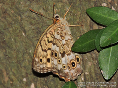 Neope goschkevitschii