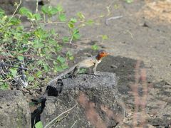 Microlophus albemarlensis