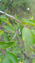 Acontia trabealis