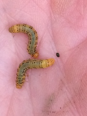 Pristiphora geniculata