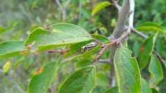 Acontia trabealis
