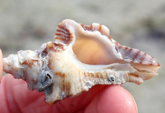 Pterochelus triformis